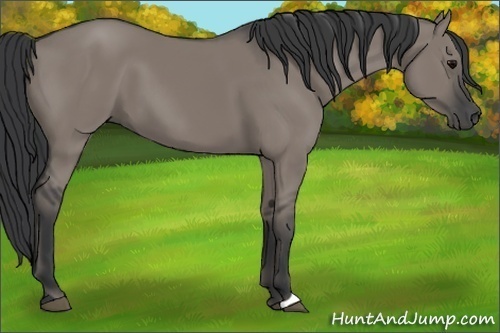 Horse Color:Grullo 