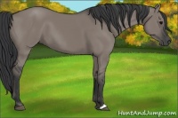 Horse Color:Grullo