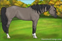 Horse Color:Grullo 