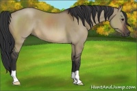 Horse Color:Brown Dun 