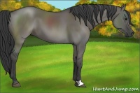 Horse Color:Grullo