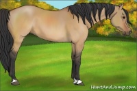 Horse Color:Bay Dun 