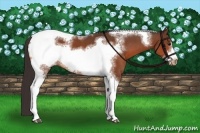 Horse Color:Bay Tobiano Frame Varnish 