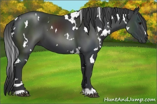 Horse Color:White Spotted Black 