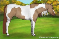 Horse Color:Red Dun Tobiano