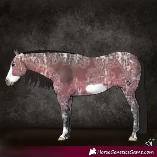 Horse Color:Gray Bay Ice Frame 