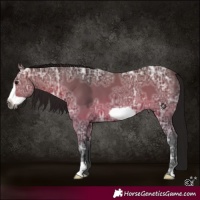 Horse Color:Gray Bay Ice Frame 