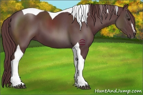 Horse Color:Chocolate Black Sabino Tobiano