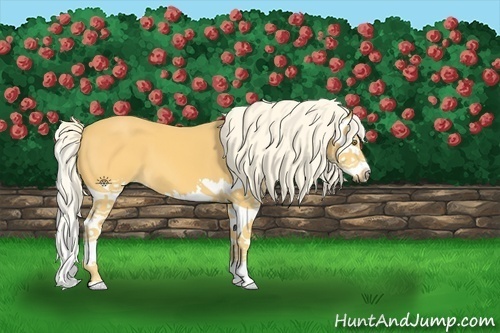Horse Color:Palomino Splash 
