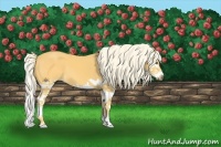 Horse Color:Palomino Splash 