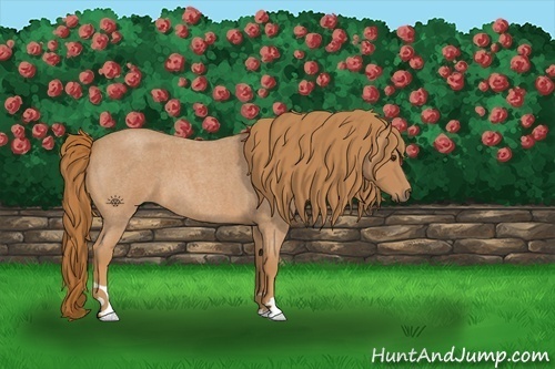 Horse Color:Red Roan 