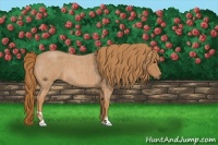 Horse Color:Red Roan
