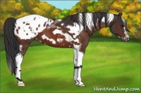 Horse Color:Brown Tobiano Frame Appaloosa 