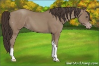 Horse Color:Classic Champagne 