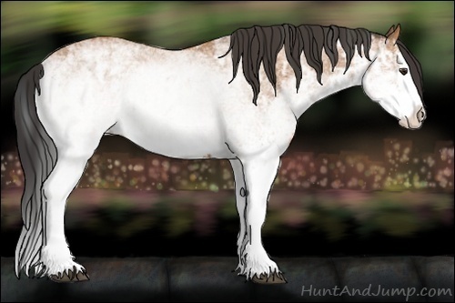 Horse Color:White Spotted Bay Splash and White Spotted Buckskin Splash