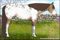 Horse Color:Amber Champagne Frame Appaloosa 