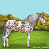 Horse Color:Bay Splash Tobiano Appaloosa  and Bay Splash Tobiano Appaloosa 