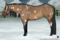 Horse Color:White Spotted Bay Dun Rabicano