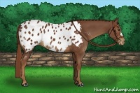 Horse Color:Chestnut Appaloosa