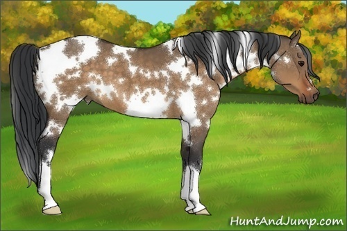 Horse Color:White Spotted Brown Dun
