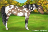 Horse Color:White Spotted Brown Dun 