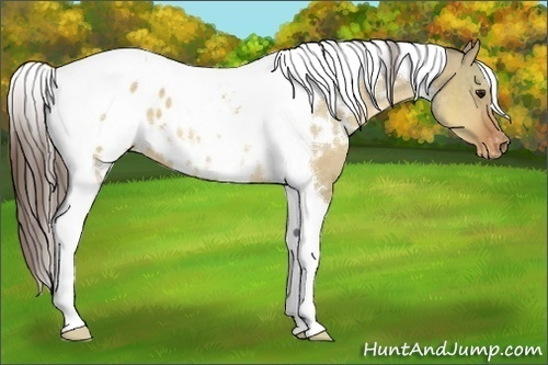Horse Color:White Spotted Buckskin Dun Tobiano Appaloosa 