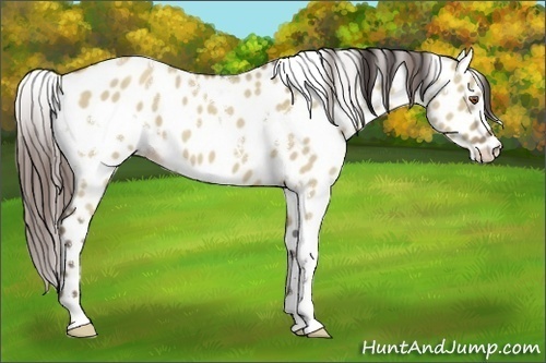 Horse Color:White Spotted Classic Champagne Dun Appaloosa 