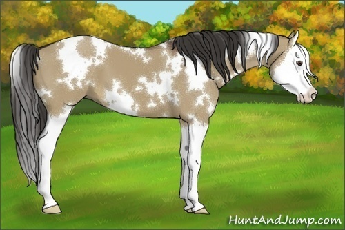 Horse Color:White Spotted Liver Red Dun Splash 