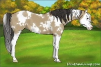 Horse Color:White Spotted Liver Red Dun Splash 
