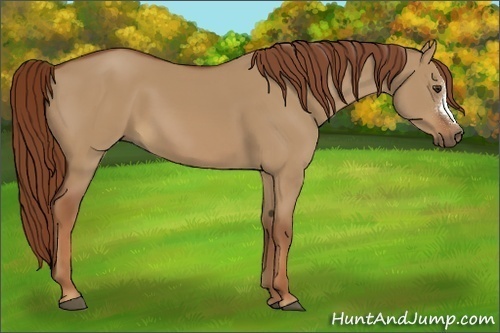 Horse Color:Red Dun 