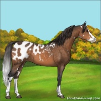 Horse Color:White Spotted Buckskin Splash Appaloosa Rabicano