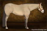 Horse Color:Amber Cream Champagne 