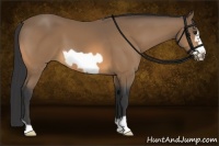 Horse Color:Buckskin Frame 
