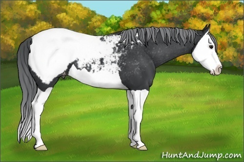 Horse Color:Black Chinchilla Splash Snowcap 