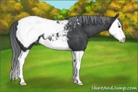 Horse Color:Black Chinchilla Splash Appaloosa 