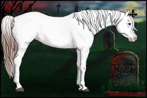 Horse Color:Chestnut Appaloosa 