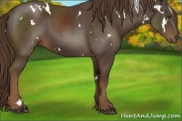 Horse Color:White Spotted Liver Chestnut 
