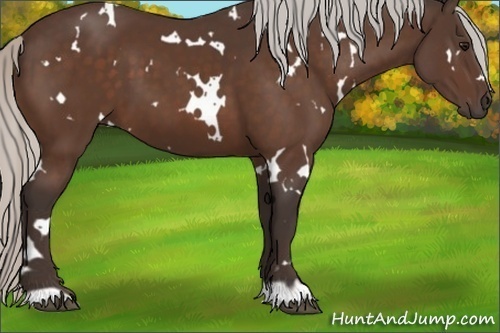 Horse Color:White Spotted Silver Bay 