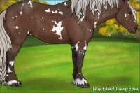Horse Color:White Spotted Silver Bay 