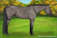 Horse Color:Grullo 