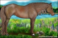 Horse Color:Liver Chestnut Varnish 