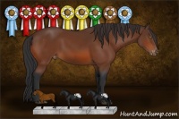 Horse Color:Bay Appaloosa