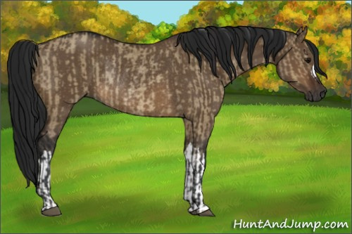 Horse Color:Brown Dun Rabicano and Gray Brown Dun Rabicano