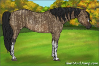 Horse Color:Brown Dun Rabicano  and Gray Brown Dun Rabicano 