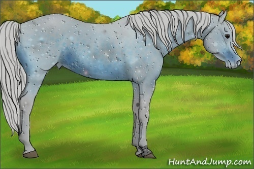 Horse Color:ERROR: UNKNOWN ANOMALY