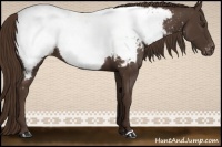 Horse Color:Liver Chestnut Appaloosa