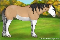 Horse Color:Bay Dun Splash 