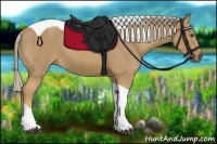 Horse Color:Palomino Tobiano 