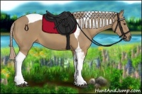 Horse Color:Palomino Tobiano