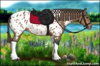 Horse Color:Buckskin Tobiano Near Leopard Rabicano 